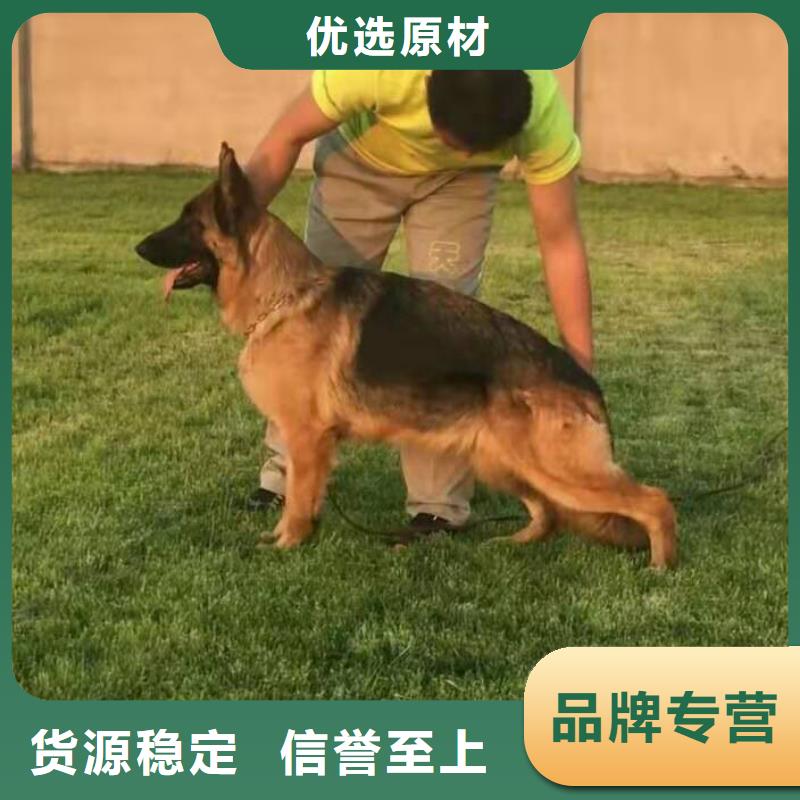 德國牧羊犬_杜高犬誠信經營質量保證