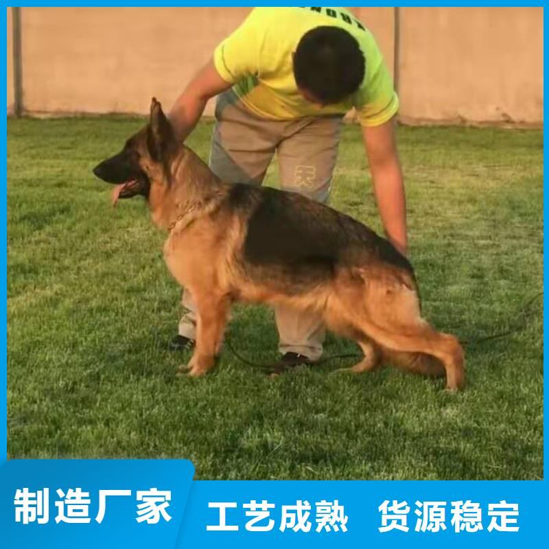 德國牧羊犬,【杜賓犬】檢驗發貨