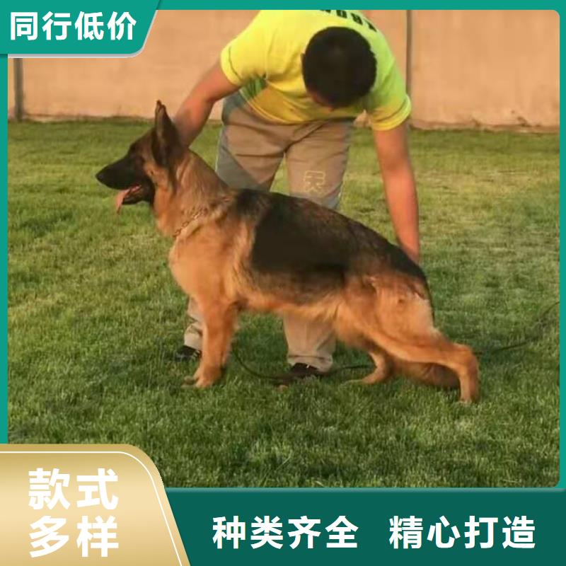 德國牧羊犬【卡斯羅犬】廠家銷售