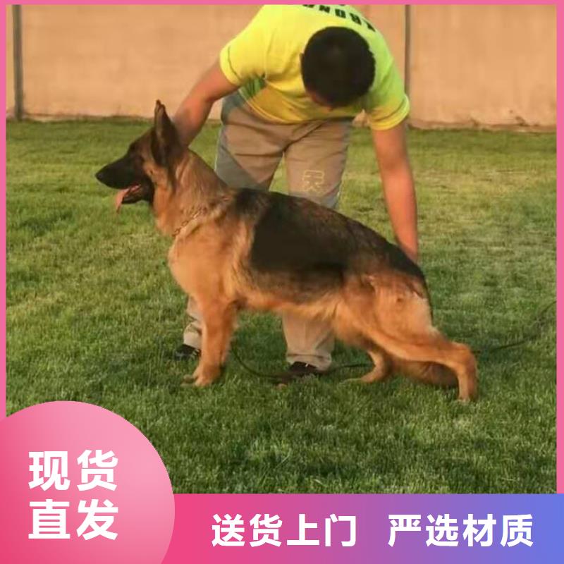 德国牧羊犬,黑狼商家直供