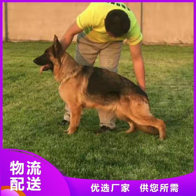 德国牧羊犬拉布拉多犬制造生产销售