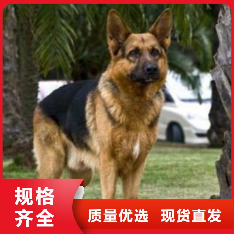 德國牧羊犬,比特犬種類齊全