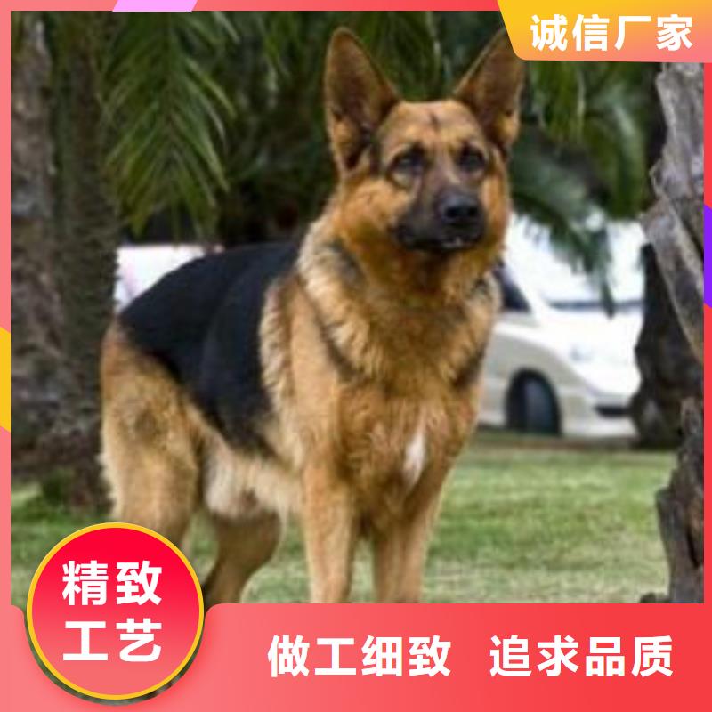 德國(guó)牧羊犬【卡斯羅犬】廠家銷售