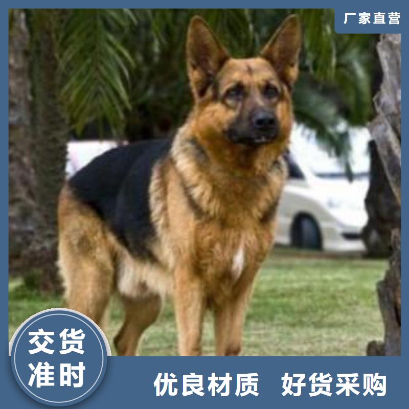 德國牧羊犬【卡斯羅犬】廠家銷售