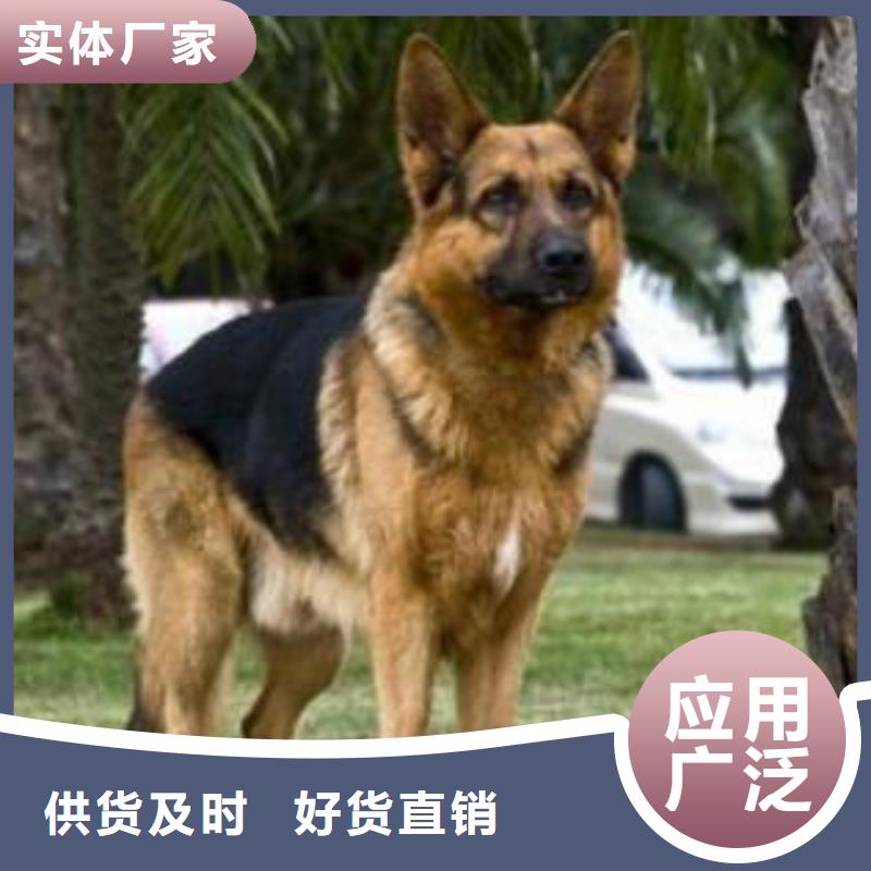 德国牧羊犬-【德牧犬】使用方法