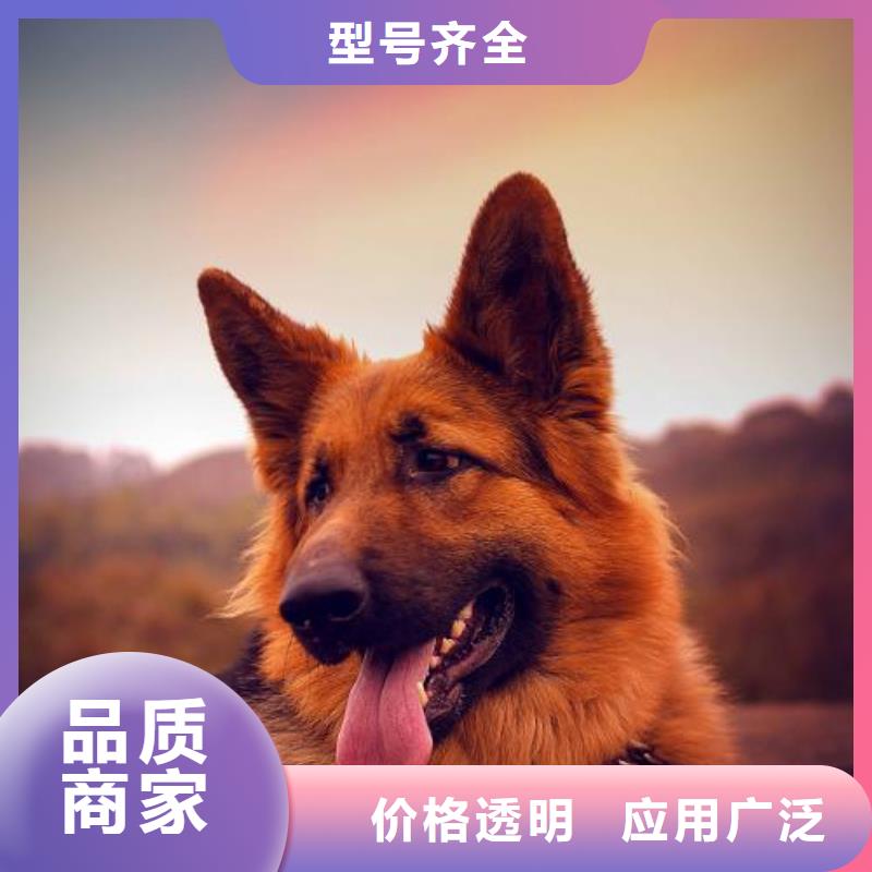 德國牧羊犬杜高犬質檢嚴格