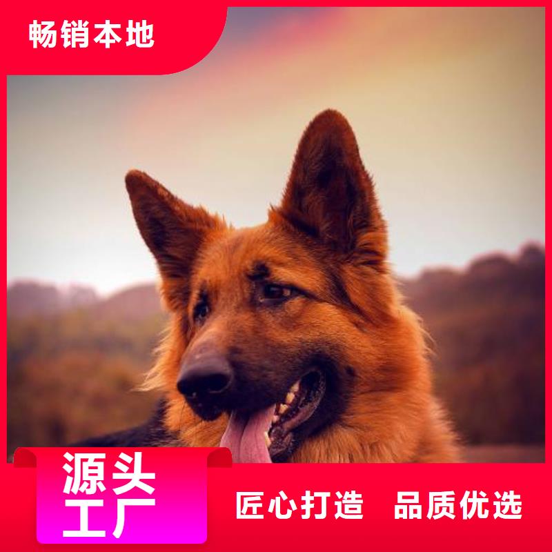 【德國牧羊犬杜高犬廠家經驗豐富】