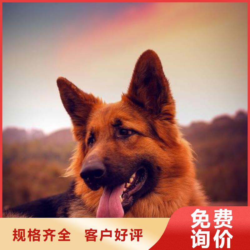 德國牧羊犬卡斯羅犬豐富的行業經驗