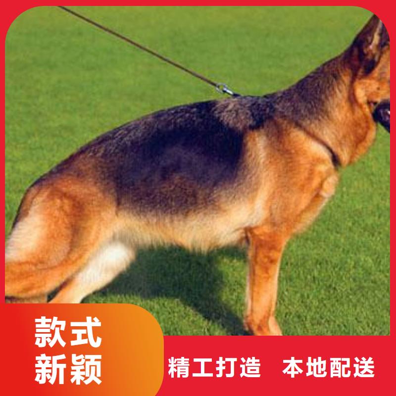 德國牧羊犬杜賓犬省心又省錢