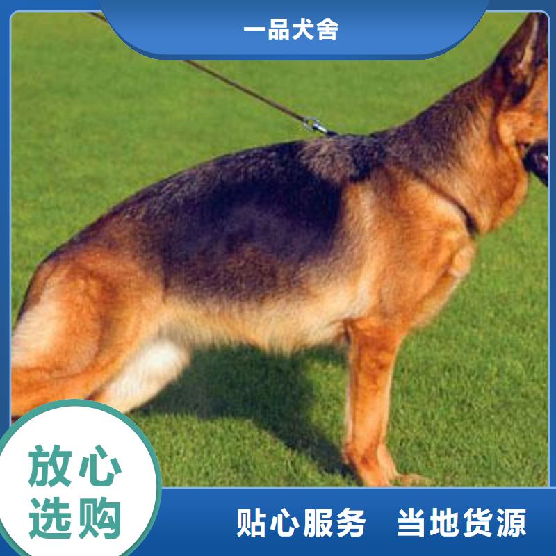 【德國(guó)牧羊犬卡斯羅犬可定制】