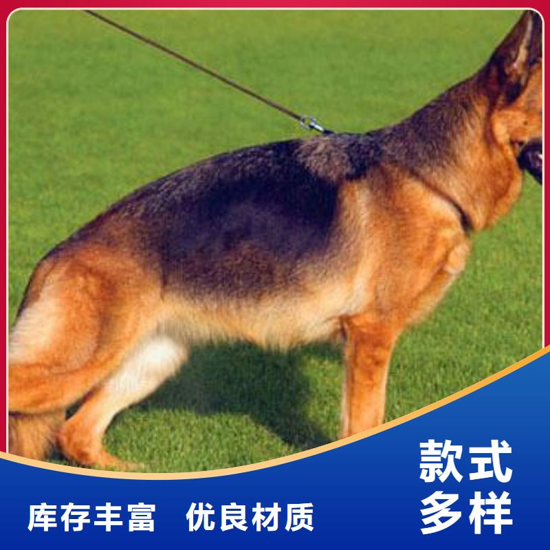 德國(guó)牧羊犬-【德牧犬】使用方法