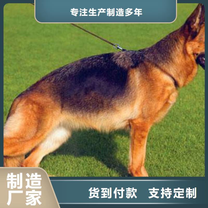 德國牧羊犬【德牧犬】按需定制