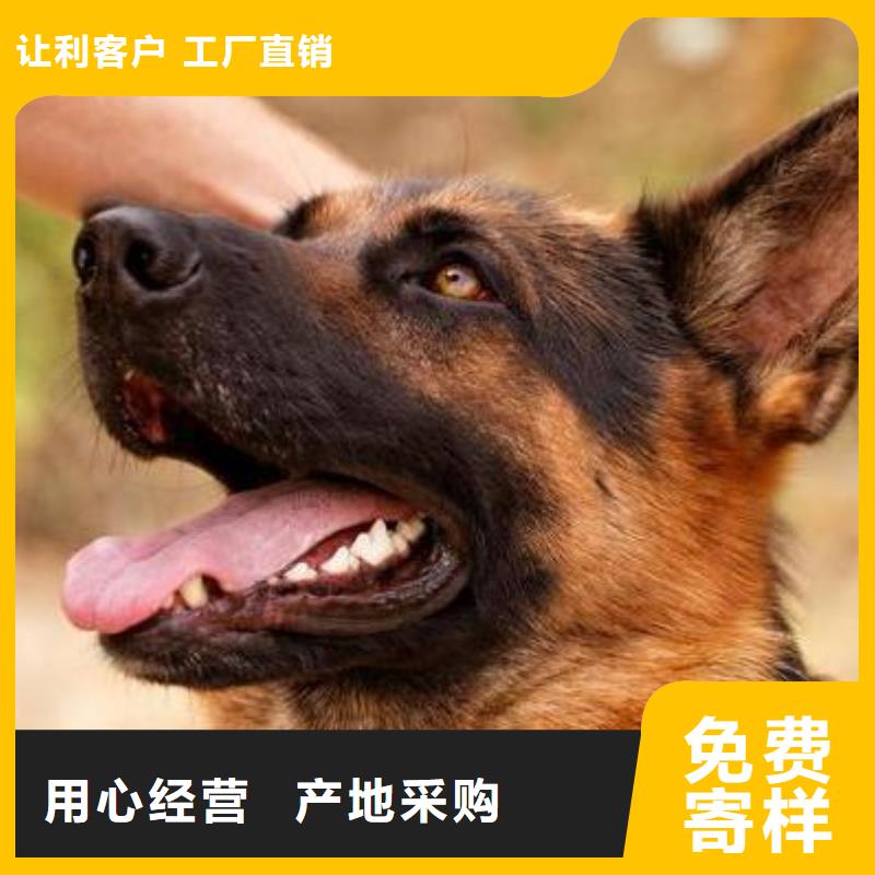 德國牧羊犬杜賓犬真材實料誠信經營