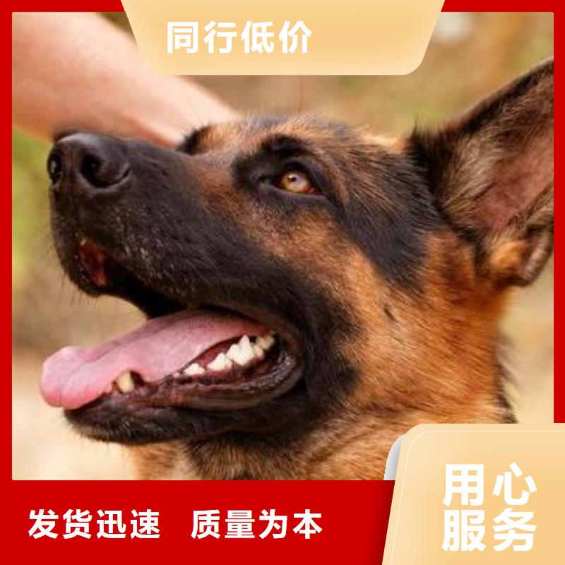 德国牧羊犬罗威纳犬现货充裕