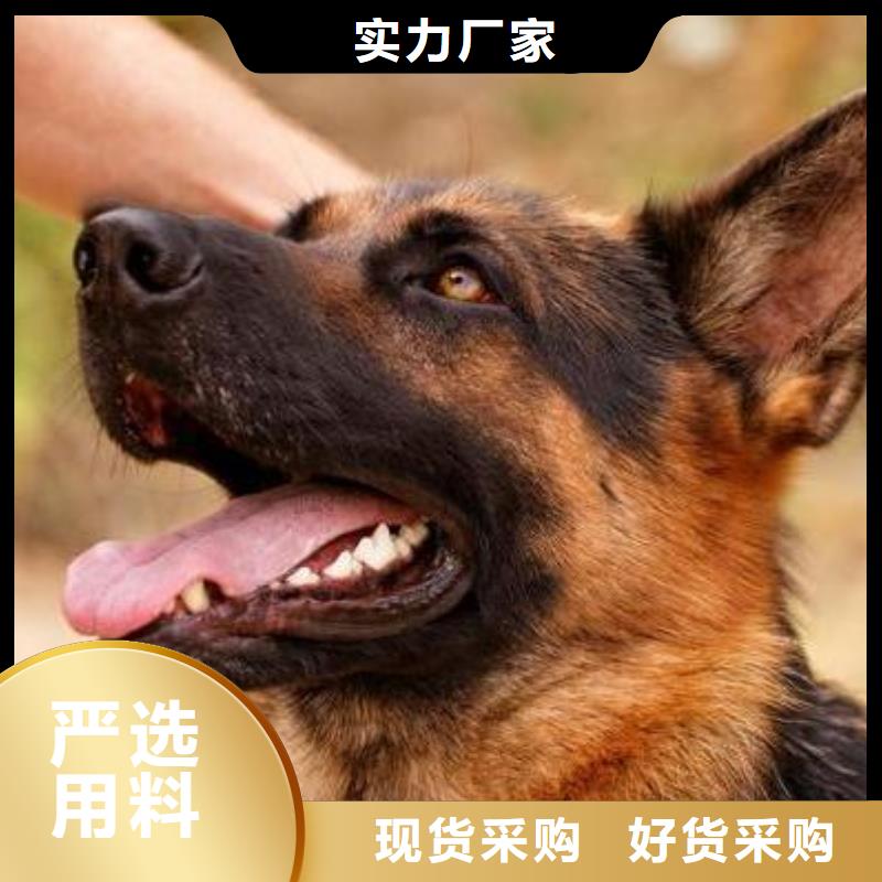 【德国牧羊犬德牧犬真材实料】