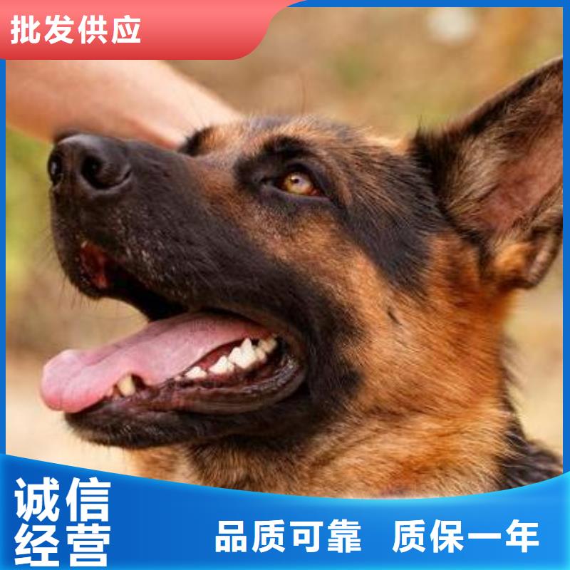 德國牧羊犬杜賓犬客戶信賴的廠家