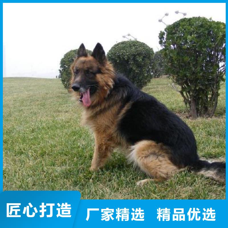 德國牧羊犬卡斯羅犬豐富的行業經驗