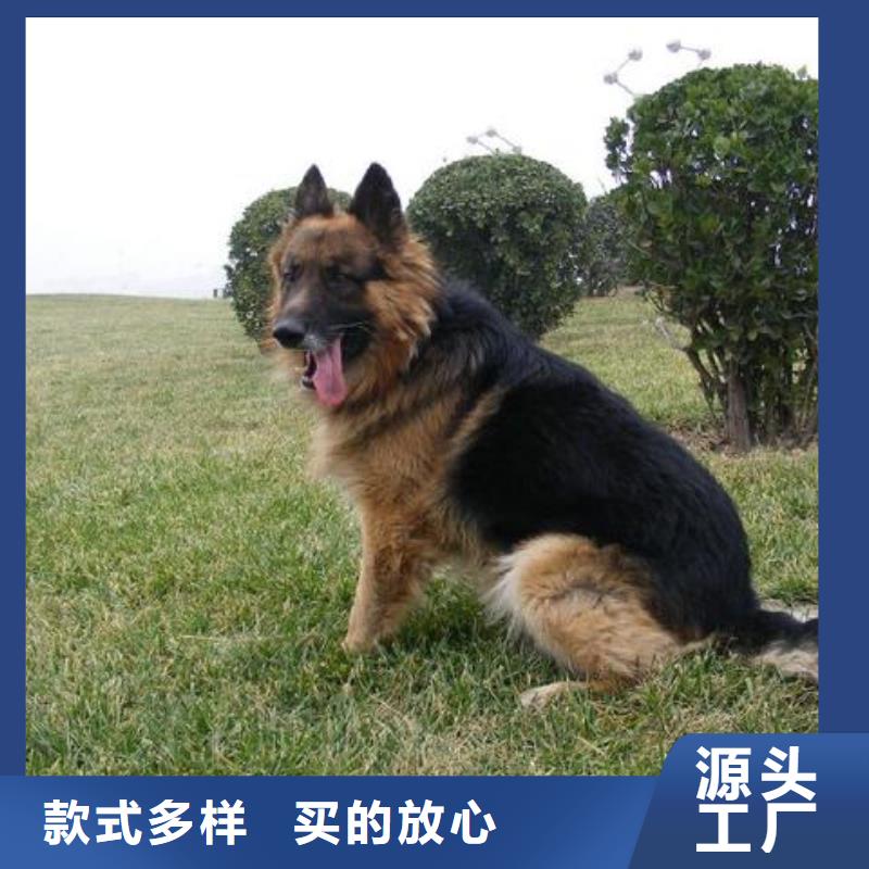 德國牧羊犬_黑狼實力才是硬道理