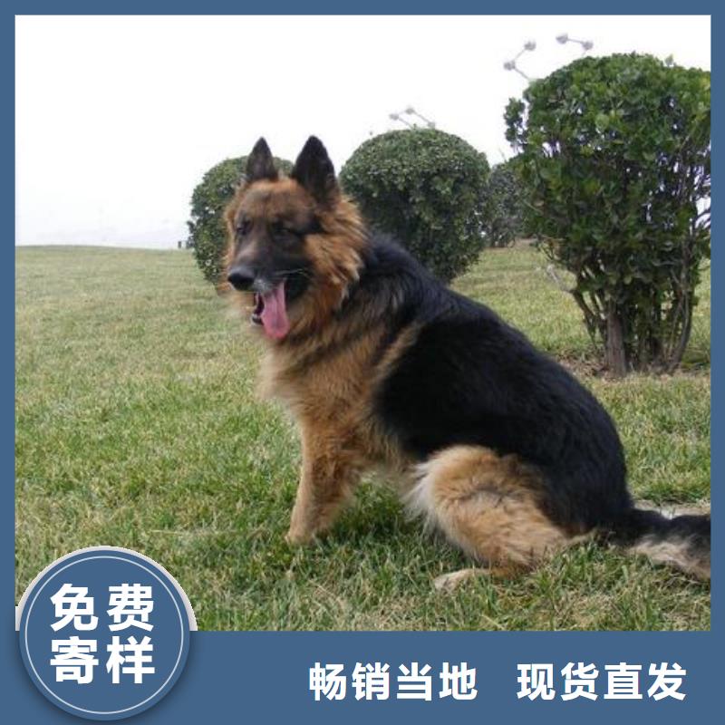 德國牧羊犬馬犬今日新品