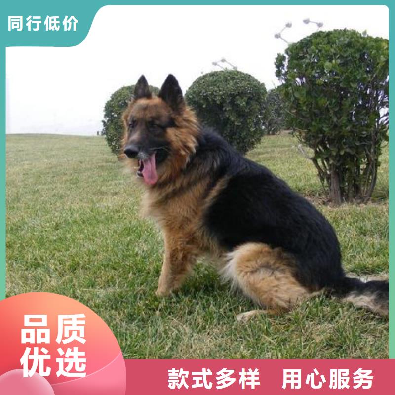 【德國牧羊犬】卡斯羅犬好貨直供