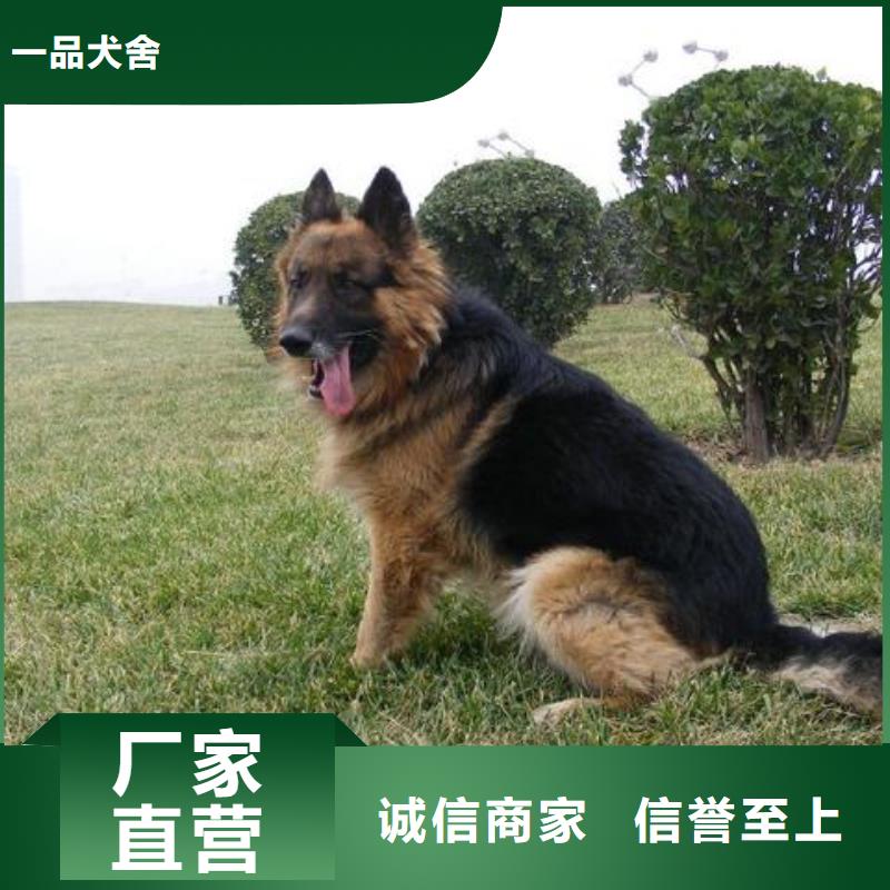 【德国牧羊犬-马犬海量现货】