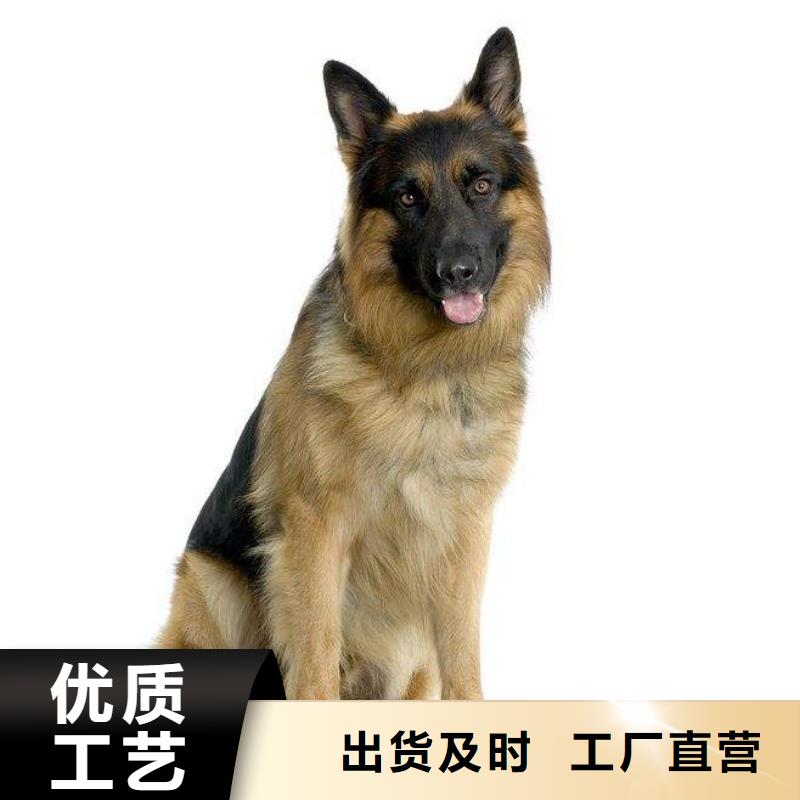 德國牧羊犬馬犬今日新品