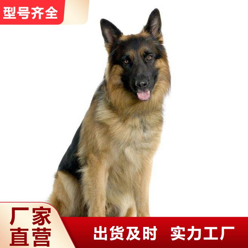 德國牧羊犬杜賓犬的圖文介紹