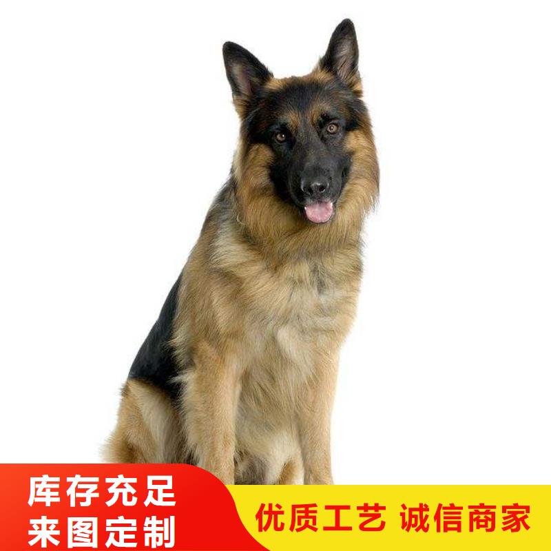 德國(guó)牧羊犬_杜賓犬產(chǎn)品優(yōu)良