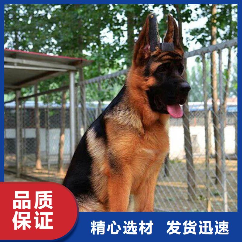 德國(guó)牧羊犬【卡斯羅犬】廠家銷售