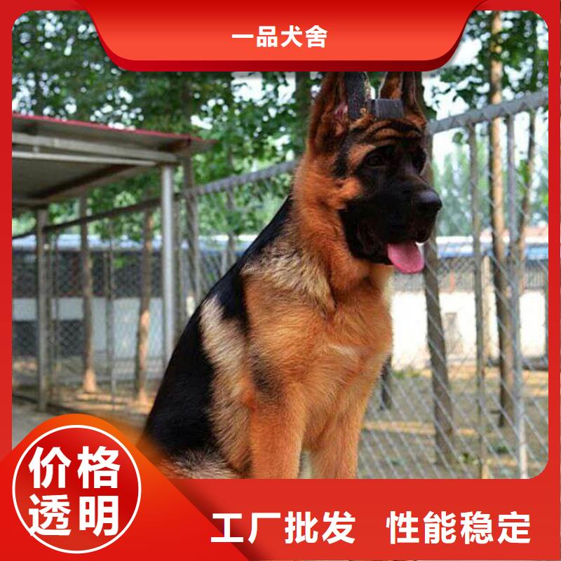 德國牧羊犬,杜高犬敢與同行比價格