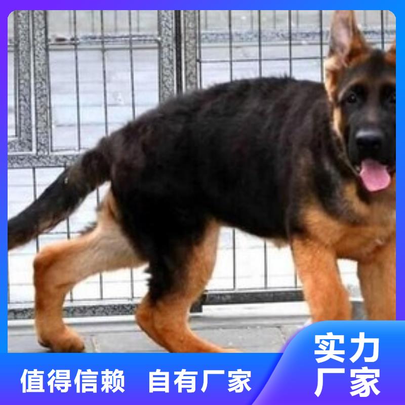 德國牧羊犬-【德牧犬】使用方法