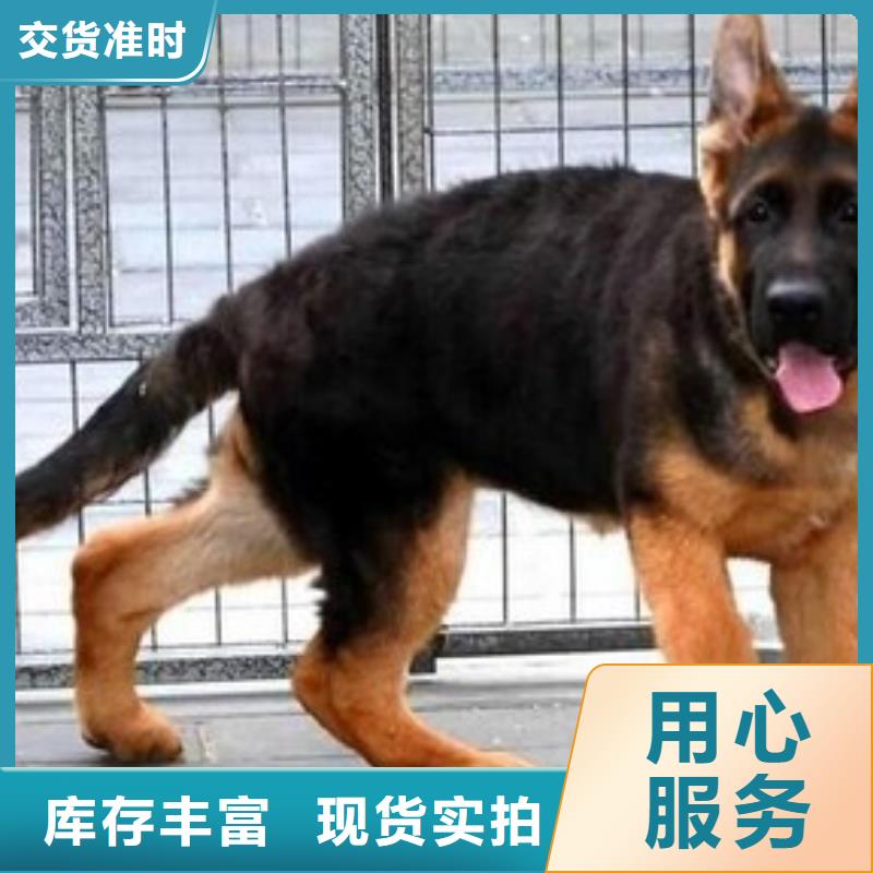 德国牧羊犬杜宾犬客户信赖的厂家