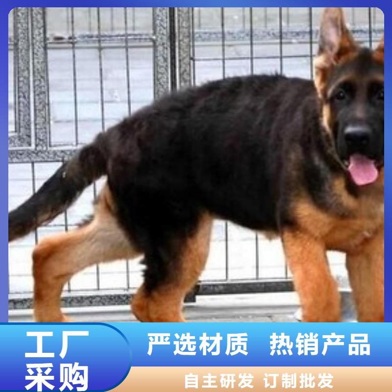 德國牧羊犬-【德牧犬】使用方法