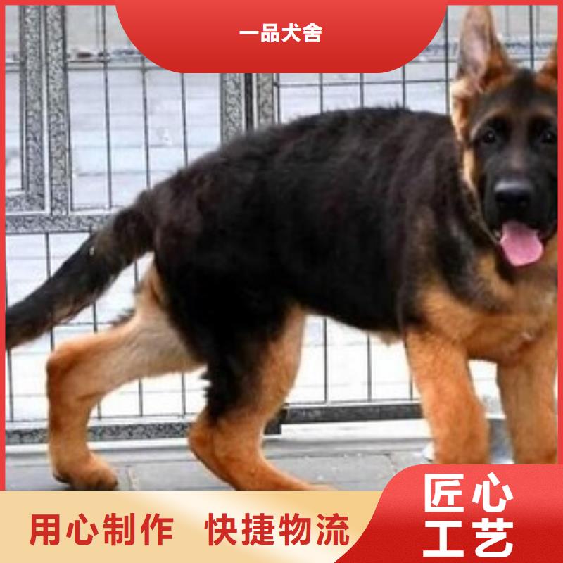 德國牧羊犬【杜高犬】N年大品牌