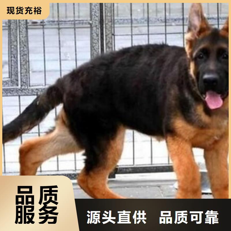 德国牧羊犬罗威纳犬现货充裕