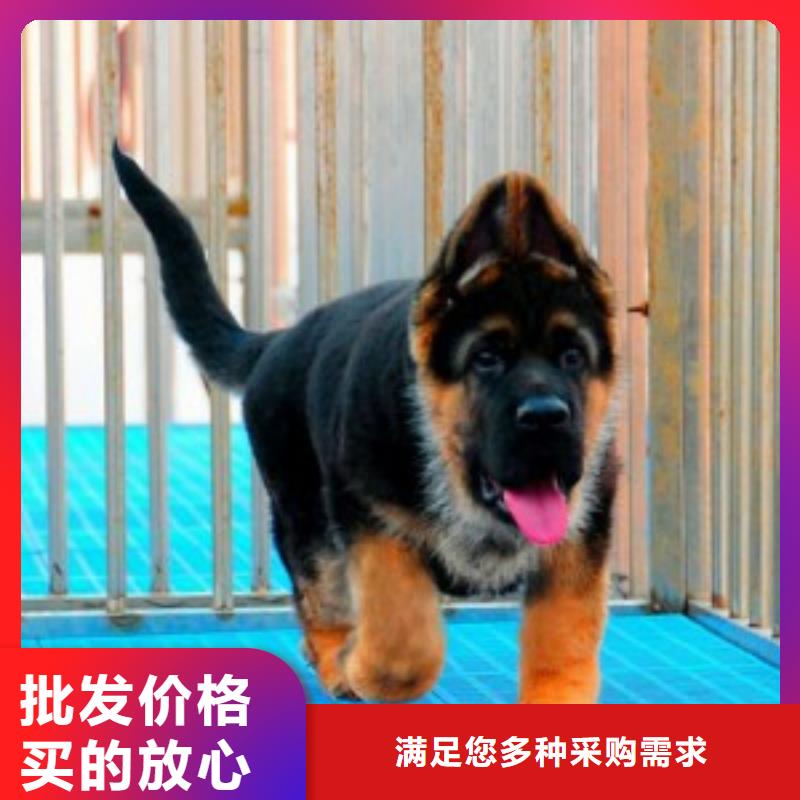 德國牧羊犬【羅威納犬】專注品質