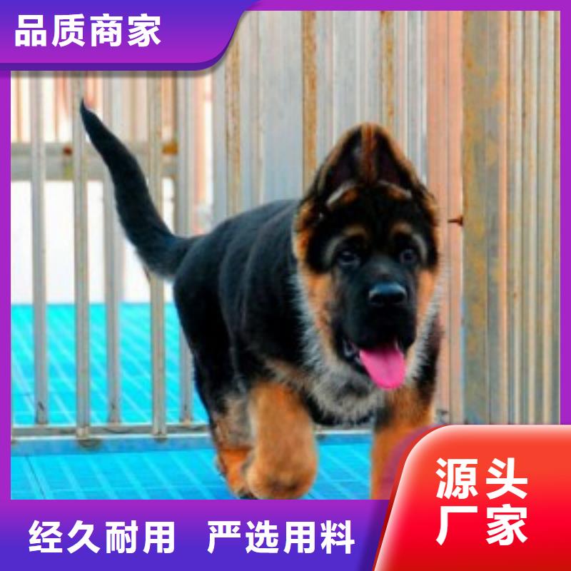 德国牧羊犬,黑狼商家直供