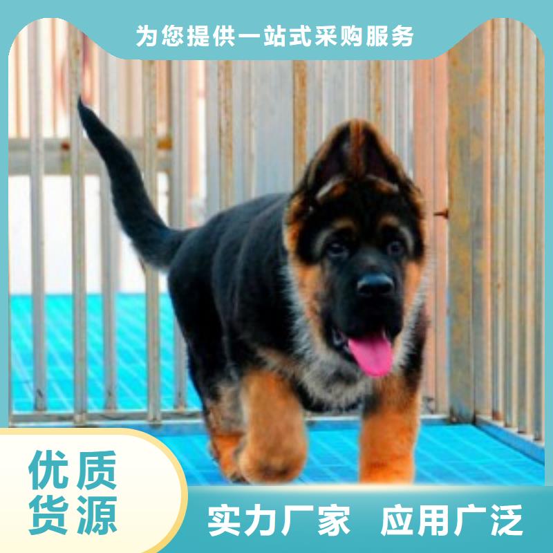 【德國牧羊犬馬犬值得買】