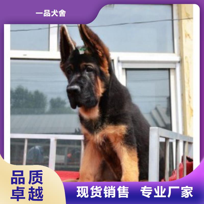 【德國牧羊犬】卡斯羅犬好貨直供