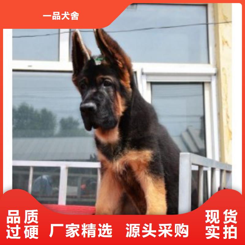 德國牧羊犬-德牧犬誠信可靠