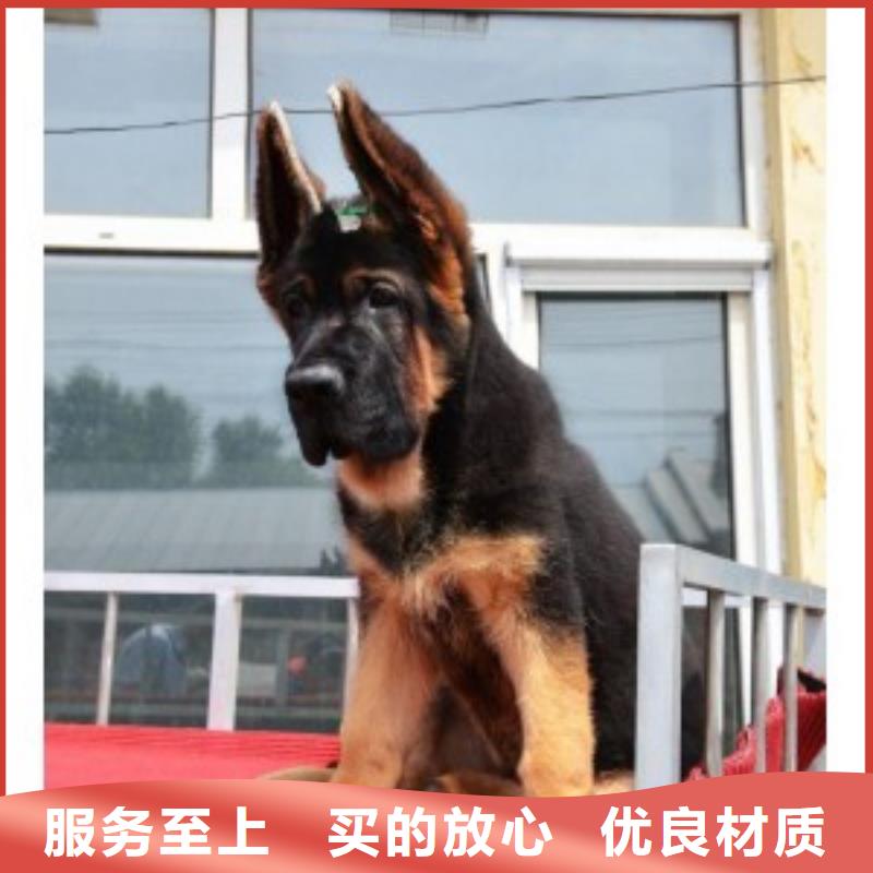 【德國牧羊犬德牧犬加工定制】