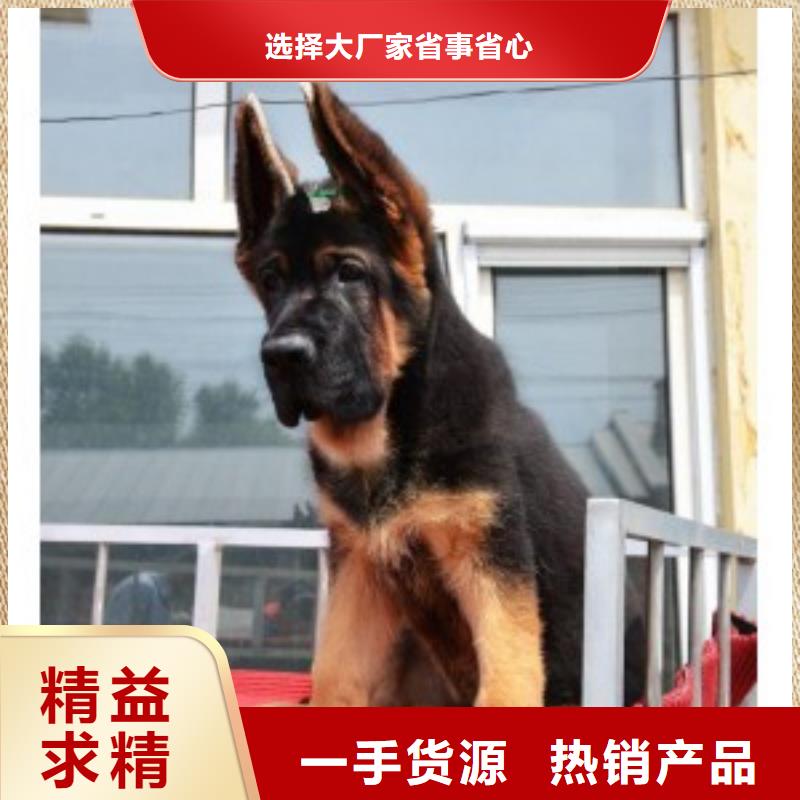 德國牧羊犬拉布拉多犬源頭直供