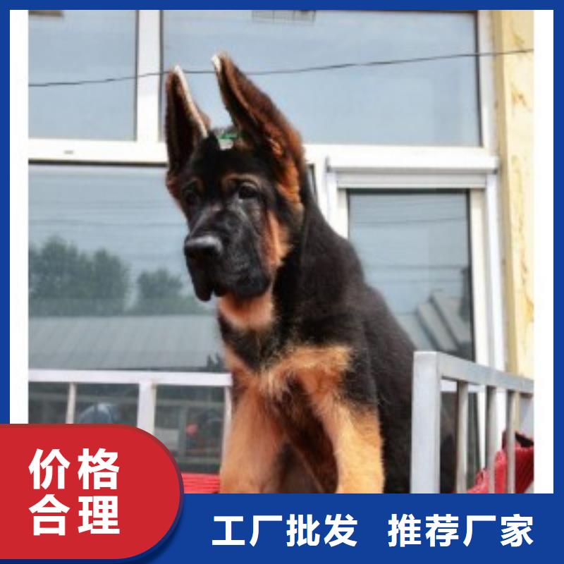 德国牧羊犬卡斯罗犬价格透明