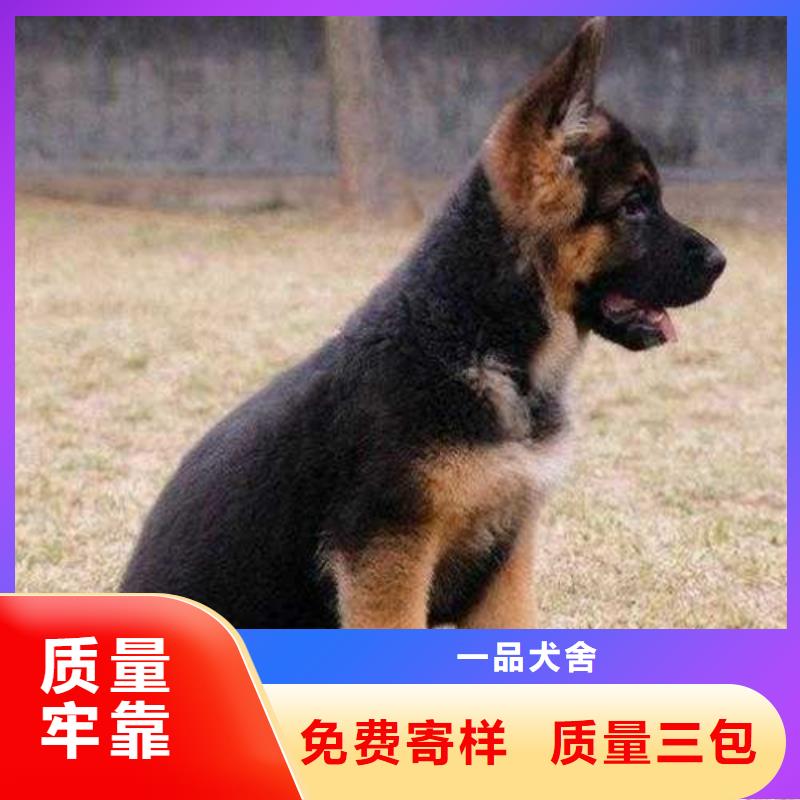 【德國牧羊犬】,比特犬生產(chǎn)廠家