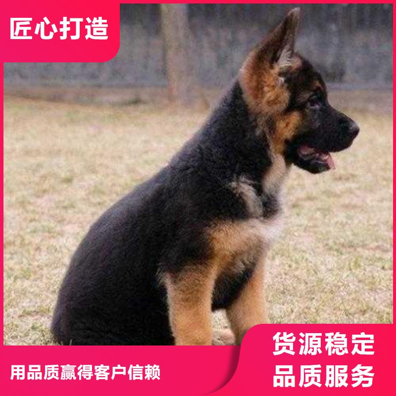 德國牧羊犬杜賓犬訂購