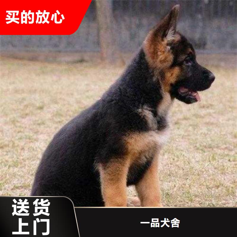 德國牧羊犬馬犬源頭工廠量大優惠