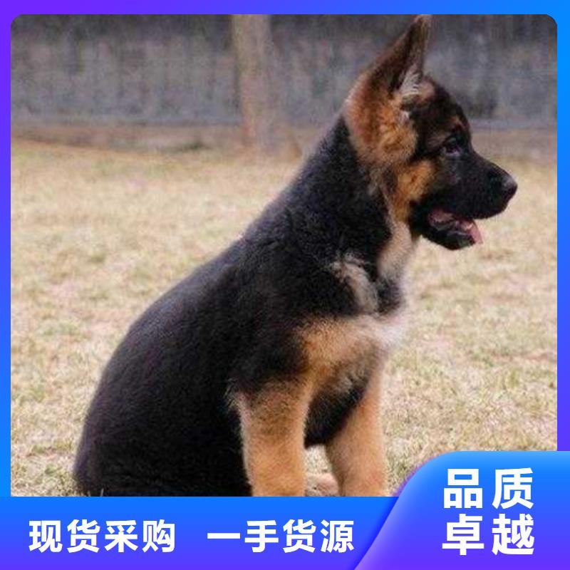 德國牧羊犬羅威納犬廠家直銷供貨穩定