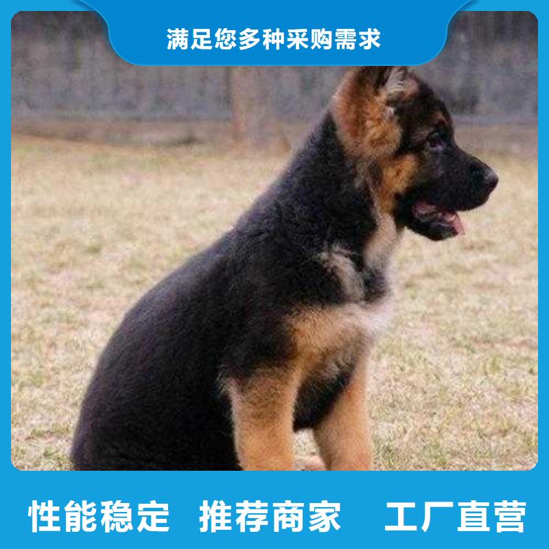 德国牧羊犬,【卡斯罗犬】安装简单