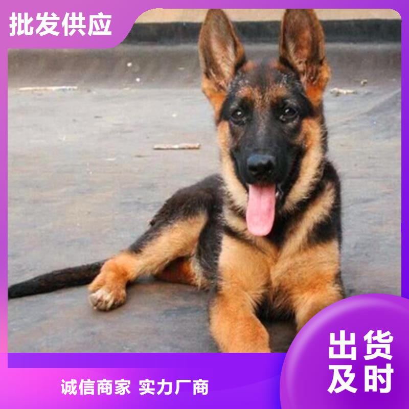 德國(guó)牧羊犬-【德牧犬】使用方法