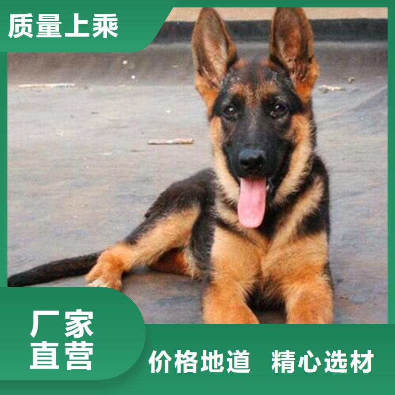 德國牧羊犬【拉布拉多犬】廠家型號齊全